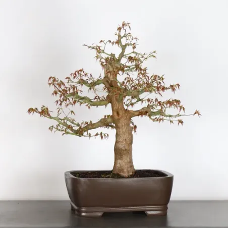 image supplémentaire - ERABLE DU JAPON "ACER...