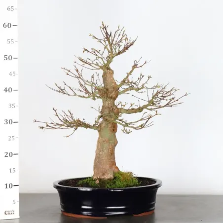 image supplémentaire - JAPANESE MAPLE "ACER...