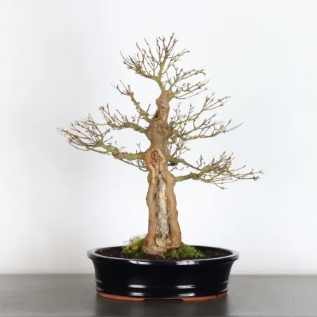Bonsai Acer Palmatum AP-1-17