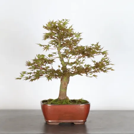Bonsai Acer Palmatum AP-1-18