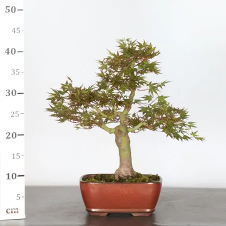 image supplémentaire - JAPANESE MAPLE "ACER...