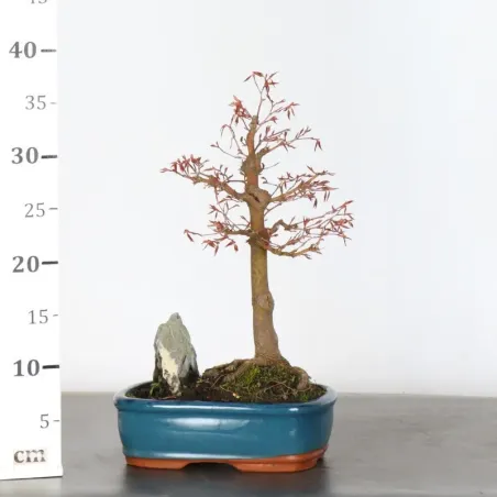 image supplémentaire - JAPANESE MAPLE "ACER...