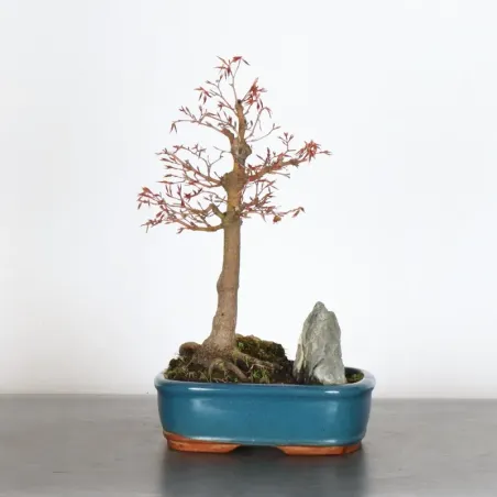 ERABLE DU JAPON "ACER PALMATUM" 1-19