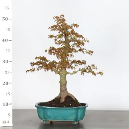 image supplémentaire - ERABLE DU JAPON "ACER...