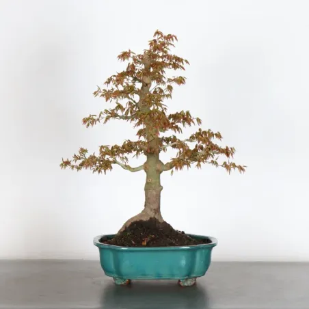 Bonsai Acer palmatum AP-2-10
