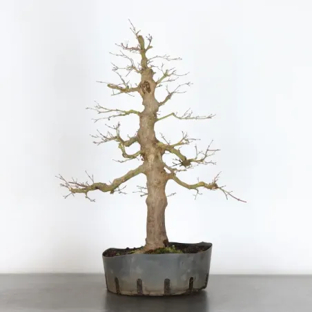 Bonsai Palmatum AP-2-11