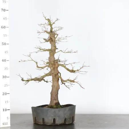 image supplémentaire - ERABLE DU JAPON "ACER...