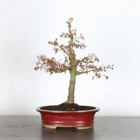 Bonsai Acer Palatum AP-2-16