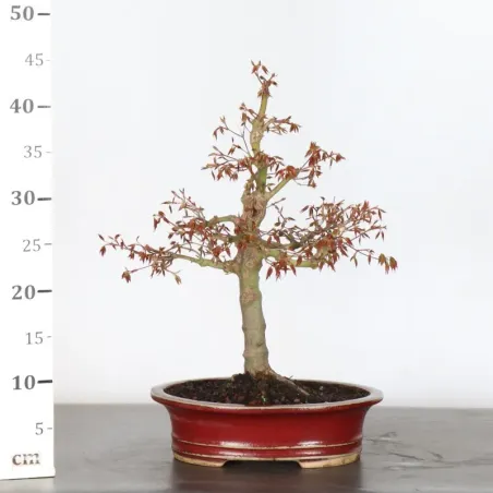 image supplémentaire - JAPANESE MAPLE "ACER...