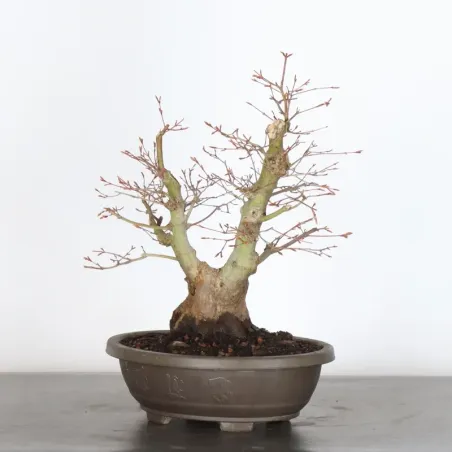 JAPANESE MAPLE "ACER PALMATUM" 2-20