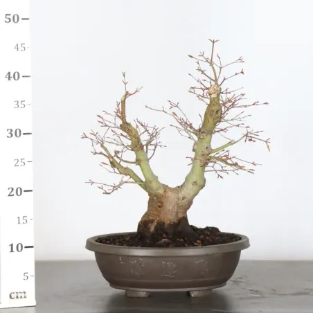 image supplémentaire - JAPANESE MAPLE "ACER...