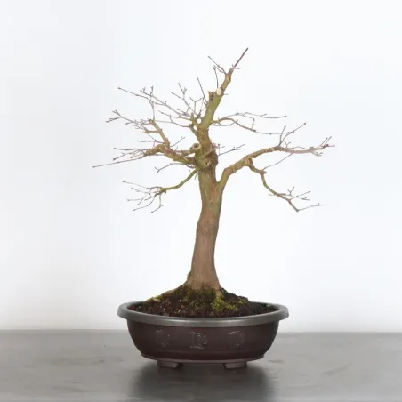 JAPANESE MAPLE "ACER PALMATUM" 3-11