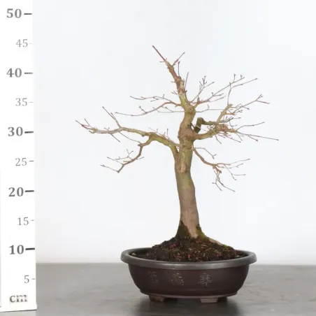 image supplémentaire - JAPANESE MAPLE "ACER...