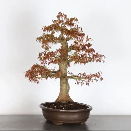 JAPANESE MAPLE "ACER PALMATUM" 4-14