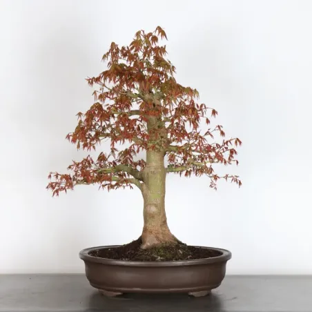 image supplémentaire - JAPANESE MAPLE "ACER...