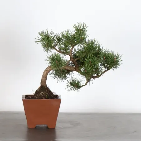 BONSAI PINUS SYLVESTRIS 1-4