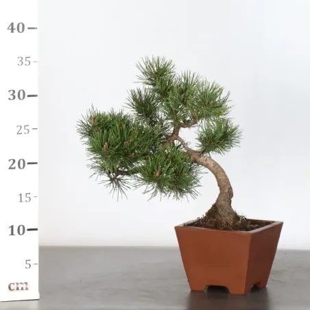 image supplémentaire - BONSAI PINUS SYLVESTRIS 1-4