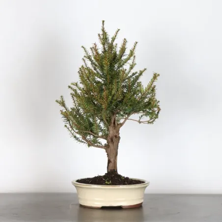 YEW "TAXUS BACCATA" 1-3