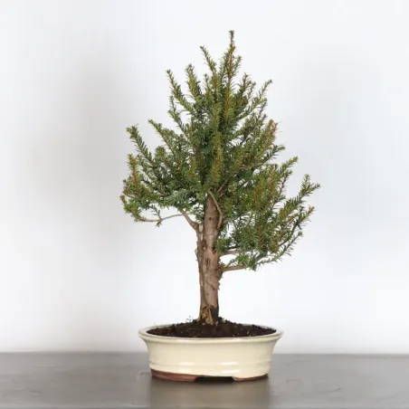 image supplémentaire - IF "Taxus baccata" 1-3