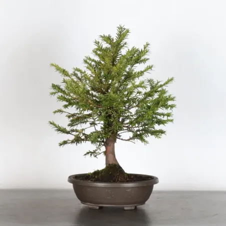 YEW "TAXUS BACCATA" 1-4