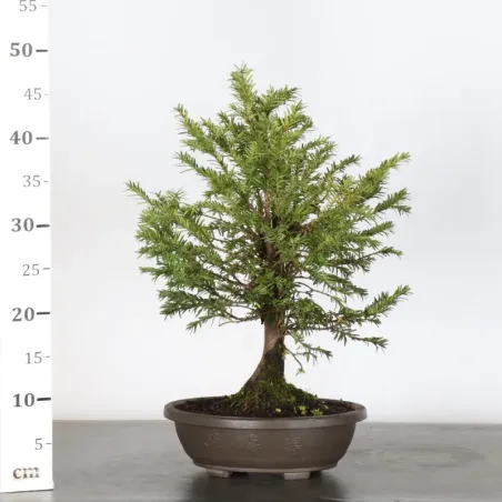 image supplémentaire - IF "Taxus baccata" 1-4