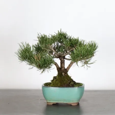 Pin mugo bonsai PM-1-10