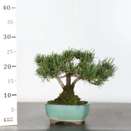 image supplémentaire - BONSAI PINUS MUGO 1-10