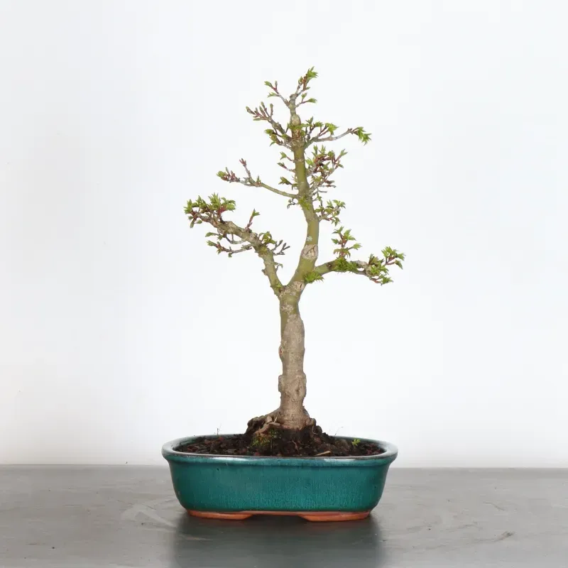ACER SHISHIGASHIRA BONSAI 1-13