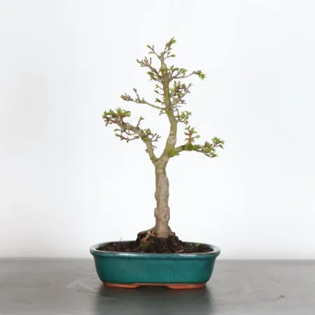 Érable "ACER SHISHIGASHIRA" 1-13