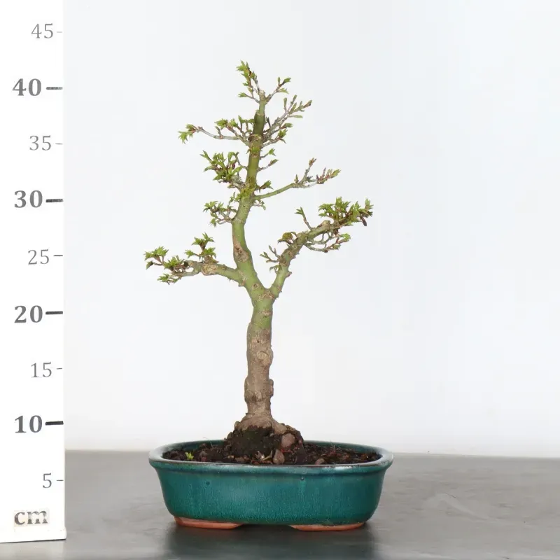 image supplémentaire - Érable "ACER SHISHIGASHIRA"...