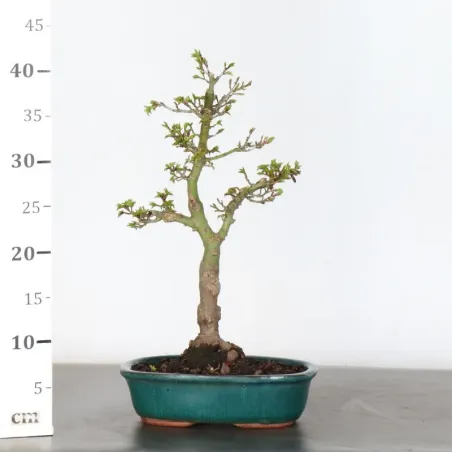 image supplémentaire - Érable "ACER SHISHIGASHIRA"...