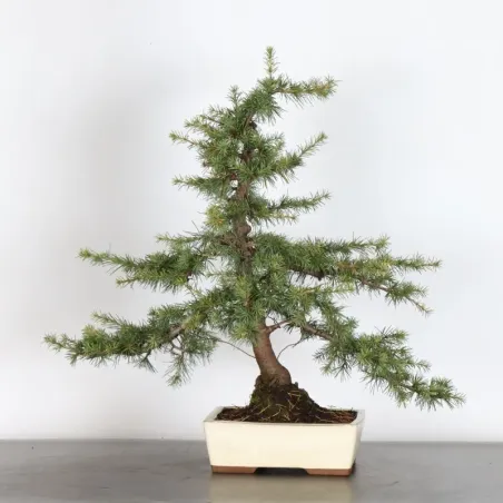 Cedar "cedrus atlantica" 1-1