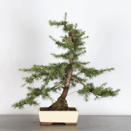 image supplémentaire - Cèdre du Liban "CEDRUS...