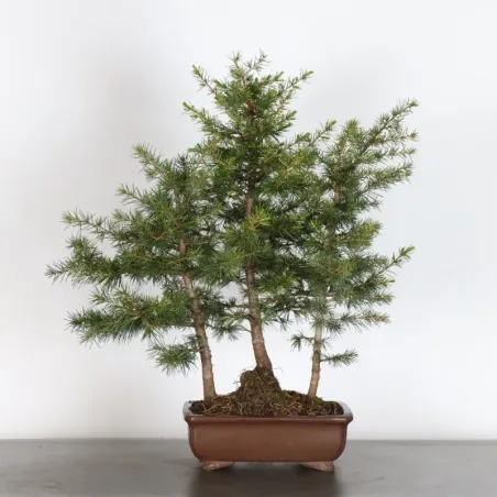 Atlas cedar forest "atlantic cedar" 1-2