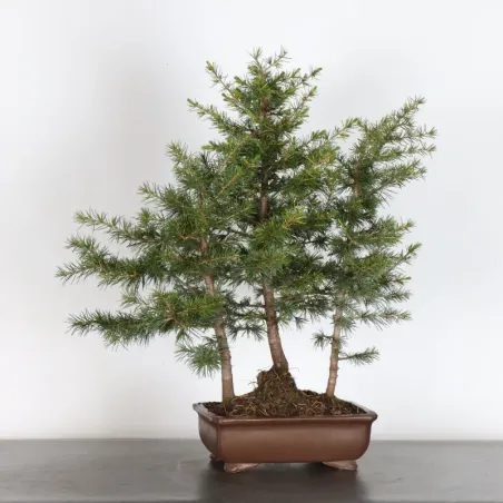 image supplémentaire - Atlas cedar forest...