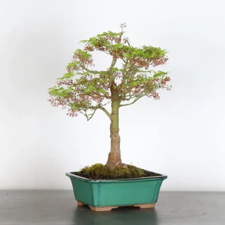 Bonsai Acer Palmatum AP-1-7