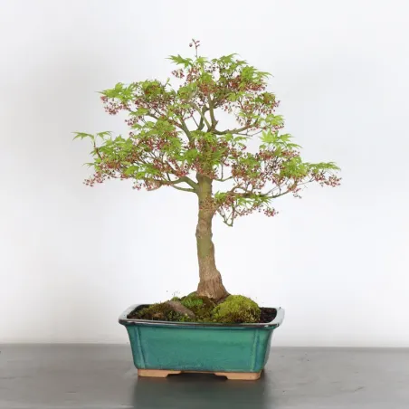 image supplémentaire - JAPANESE MAPLE "ACER...