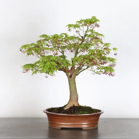 Bonsai Acer Palmatum AP-1-8