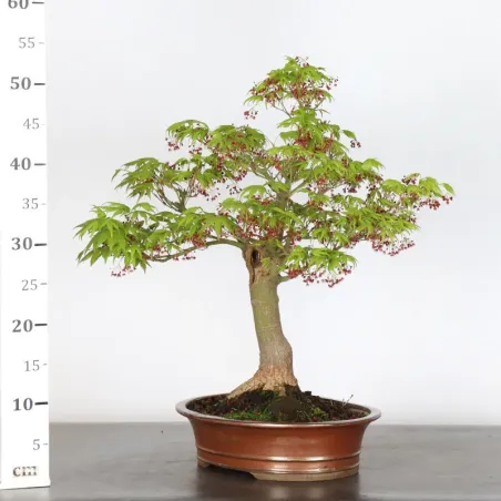 image supplémentaire - JAPANESE MAPLE "ACER...