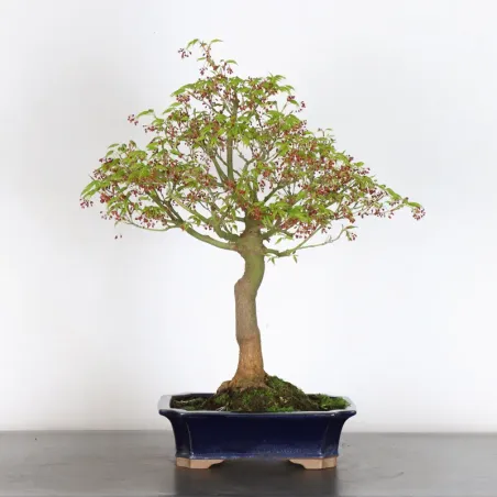 Bonsai Acer Palmatum AP-1-9