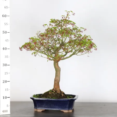 image supplémentaire - JAPANESE MAPLE "ACER...