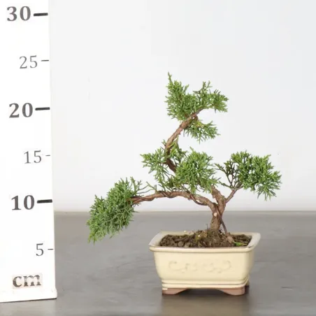 image supplémentaire - JUNIPER "JUNIPERUS...