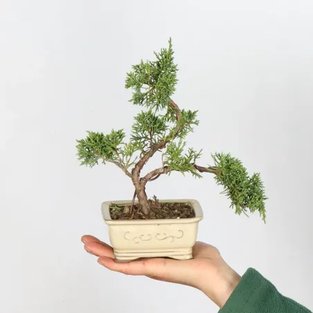 JUNIPER "JUNIPERUS ITOIGAWA" 1-12