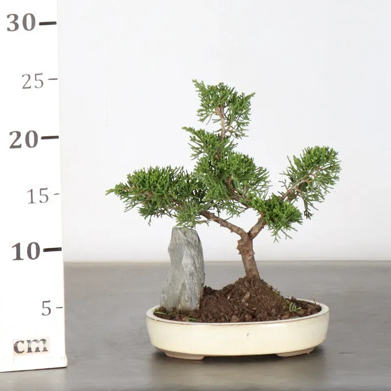 image supplémentaire - GENÉVRIER "JUNIPERUS...