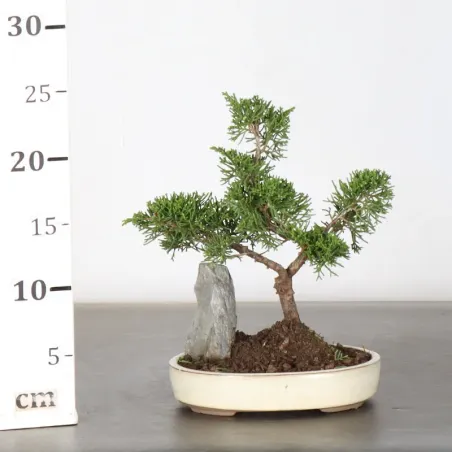 image supplémentaire - JUNIPER "JUNIPERUS...