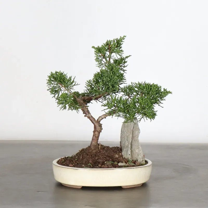 JUNIPER "JUNIPERUS ITOIGAWA" 1-14