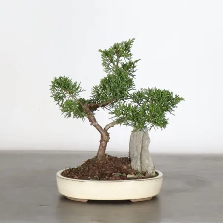 Bonsai Genévrier de Chine