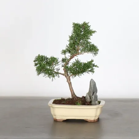 Bonsai Genévrier de Chine
