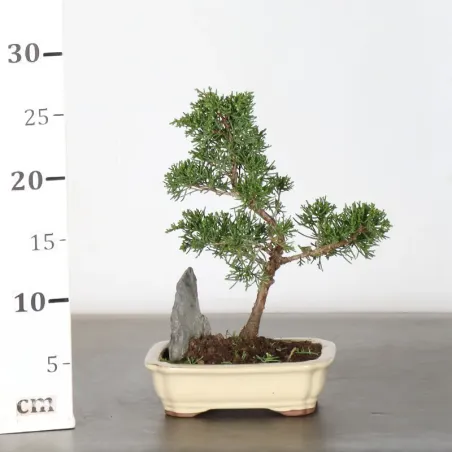 image supplémentaire - JUNIPER "JUNIPERUS...