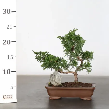 image supplémentaire - JUNIPER "JUNIPERUS...